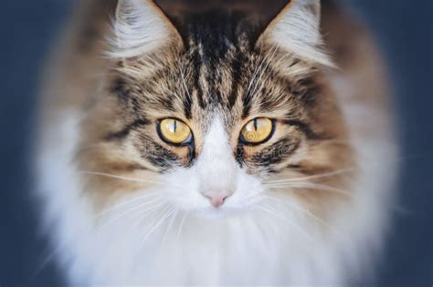 Fluffy Cat Looks At The Camera Stock Photo Image Of Nice Staring
