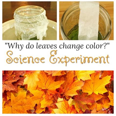 Kids can fill the pictures as per the colours mentioned in the sheet. Science Experiments for Kids: Why do Leaves Change Color?
