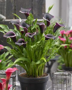 How To Plant Calla Lilies Harts Nursery