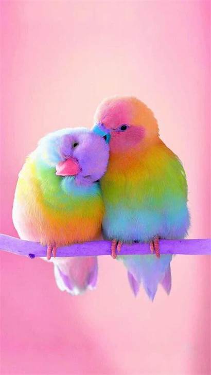 Birds Iphone Colorful Wallpapers Bird Android Animals