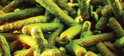 Listeria Spp Et Listeria Monocytogenes Des Bactéries Nocives Causant