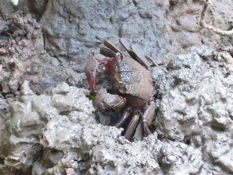adventures with the naked hermit crabs 10 nov 8 dec sat free chek jawa boardwalk tour with