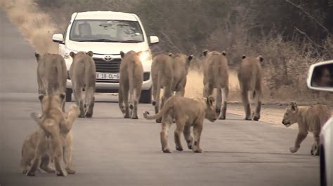 Large Lion Pride With Cubs Block Road Kruger Park Traffic Jam Youtube