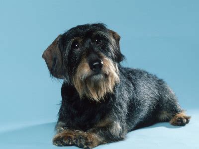 I am in an akc show this weekend with my male and female in lockport, ny. Dachshund Wire Haired Dog Breed Pictures | Dog Breed ...