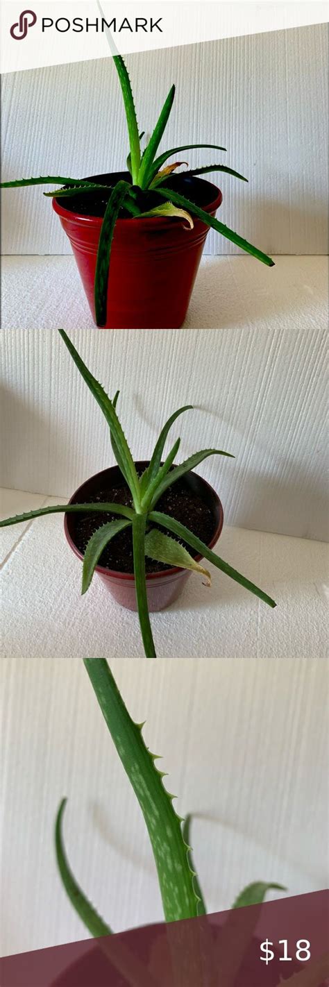 Live Aloe Vera Plant With Bare Root Aloe Vera Plant Plants Aloe Vera