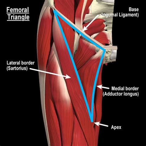 Anatomy 199 Burgoon Flashcards Unit 1 Studyblue Body Muscle
