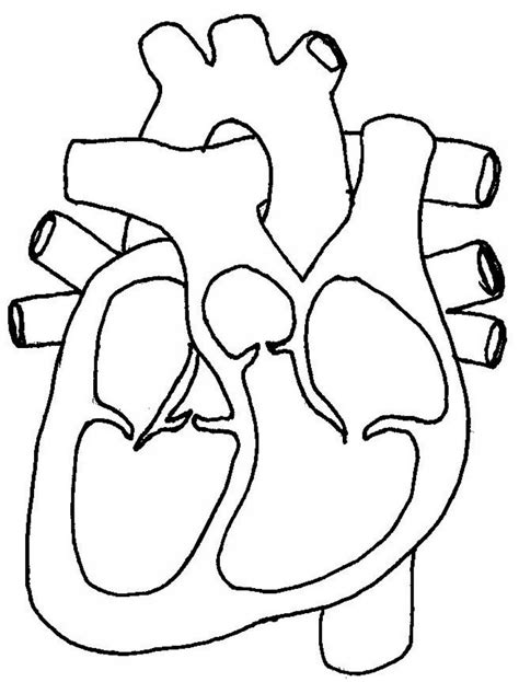 Diagramss Of The Human Heart Diagrams