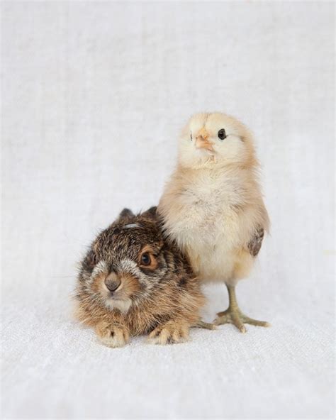 Somerset House Images Chick And Baby Rabbit