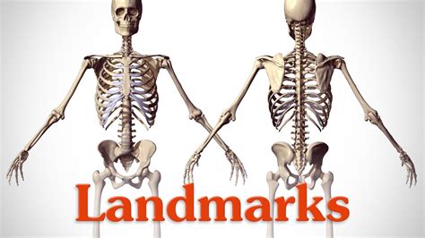 Landmarks Of The Human Body Proko