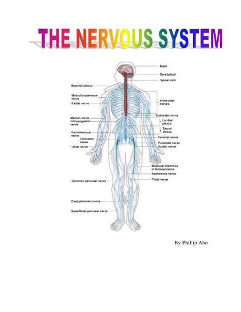 Spinal nerves—one of 31 pairs of nerves that originate on the spinal cord from anterior and posterior roots. The Nervous System Brain Diseases