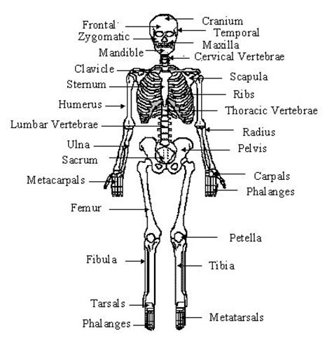 The size of the muscle can be used to there are three classes of levers, but the vast majority of the levers in the body are third class levers. Skeletal system - labeled diagrams human skeleton, The ...