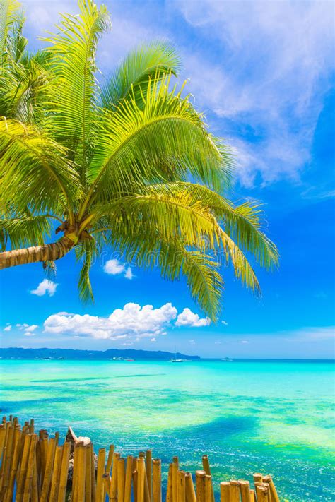 Dream Scene Beautiful Palm Tree Over White Sand Beach