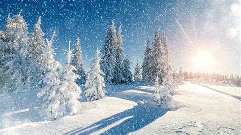 1366x768 Winter Trees Snow Season 5k Laptop Hd Hd 4k Wallpapersimages