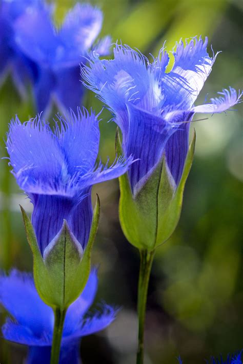 Fringed Gentian Wild Flowers Blue Flowers Plants