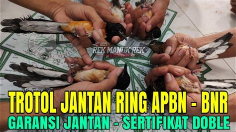 Murai Batu Trotol Jantan Trah Prrstasi Ring Apbn Bnr Jual Murah