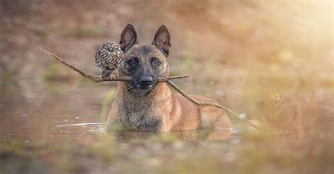 A Dog And Owl Became Best Friends And Now They Cant Live Without Each