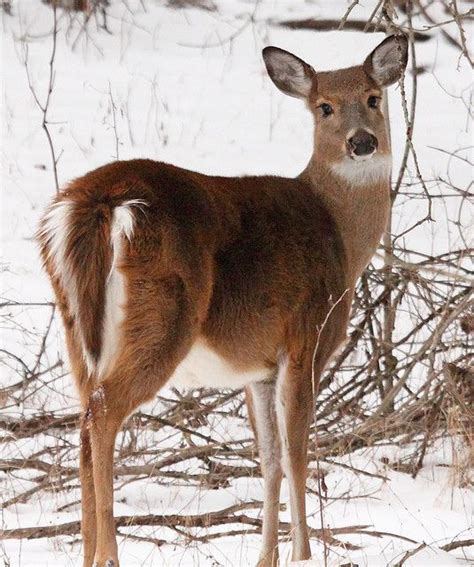 Doe | Animal, Snow and Wildlife