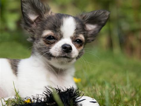 Chihuahua Dog Puppy · Free Photo On Pixabay