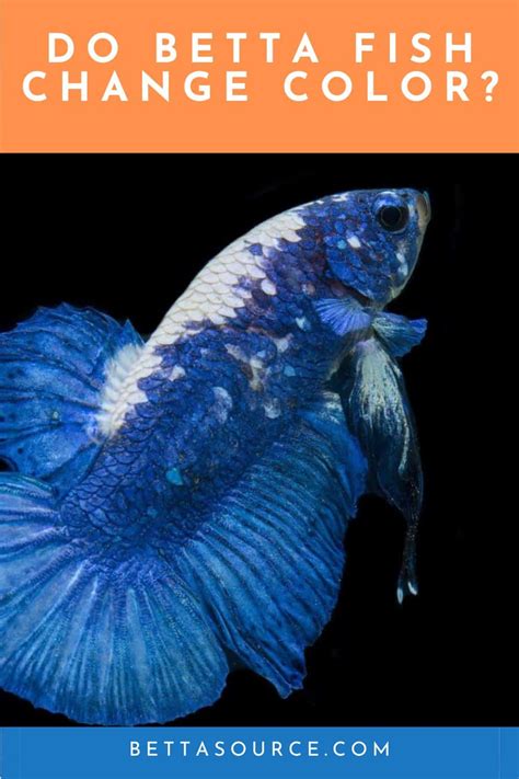 Betta Fish Changing Color Care Tips And Possible Causes