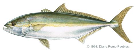 Yellowtail Fish Japanese Amberjack Detalhes Vida Marinha Pint