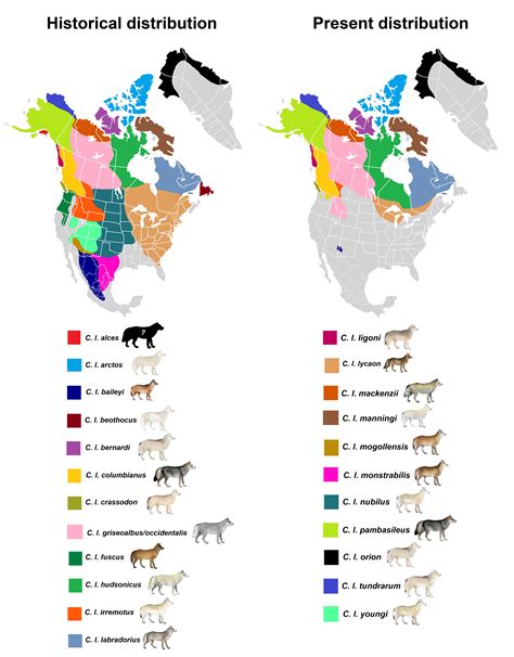 North American Grey Wolf Subspecies Distributions Present And Historical Mapporn