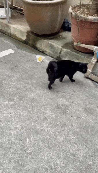Cat In Bras Basah Alley Appears Depressed After Homeless Owner Died