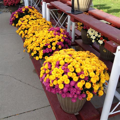Multi Colored Mums At Robinson Florist And Greenhouses