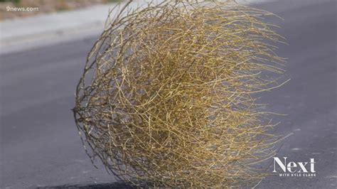 next question where do denver s tumbleweeds come from youtube