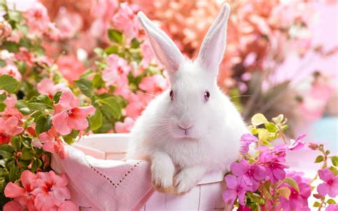 Easter Holiday Colorful Rabbit Bunny Hd Wallpaper Peakpx