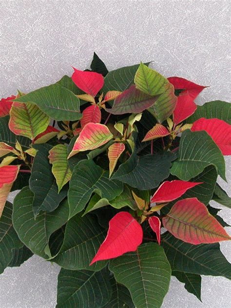 Prestige 2004 Height Control Poinsettia Cultivation Commercial Floriculture