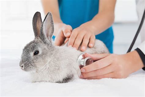 Rabbit Injuries How To Care For A Injured Rabbit