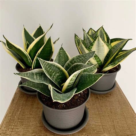 What Is Dwarf Snake Plant