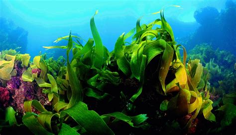 Rising Ocean Temperatures Lower Giant Kelps Nutritional Value