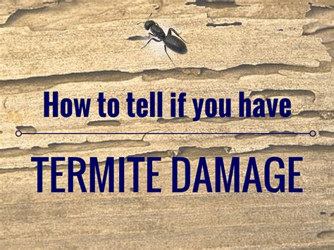 How To Tell If You Have Termite Damage Island Pest Control