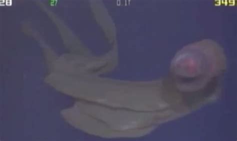 Rare Giant Stygiomedusa Gigantea Jellyfish Dances Beneath The Sea
