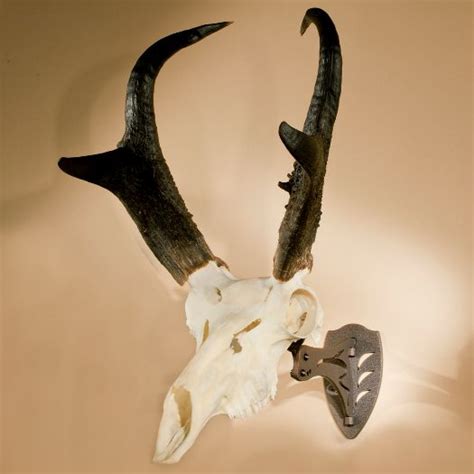 A diy european mount costs very little and only takes about 4 days to complete (3 of which is allowing the skull to soak). Skull Hooker | CouesWhitetail.com