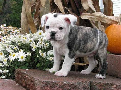English Bulldog Boston Terrier Mix Puppies For Sale Petsidi