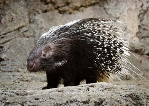 African Crested Porcupine Creatures Of The World Wikia Fandom
