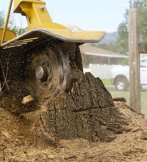 What To Do With Stump Grindings Heres How You Can Utilize Them