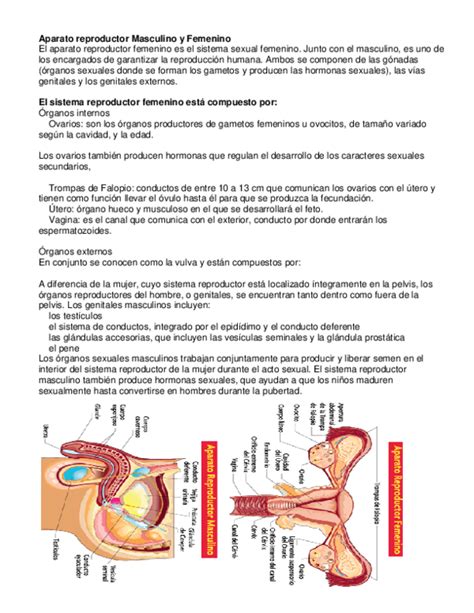 Doc Aparato Reproductor Masculino Y Femenino Walter Landaeta