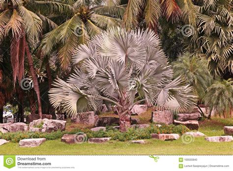 12 to 24 inches per year. De Palm Van Bismarck, Inwoner Aan Madagascar Stock Foto ...