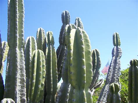 We believe in helping you find the product that is right for you. Help me identify my cactus dudes. - Botanicals - Mycotopia