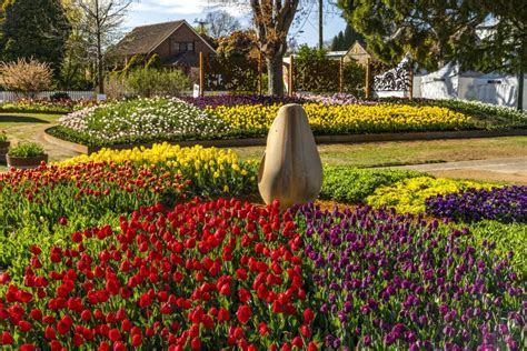 See Over 80000 Tulips Bloom At A Giant Flower Festival Less Than Two