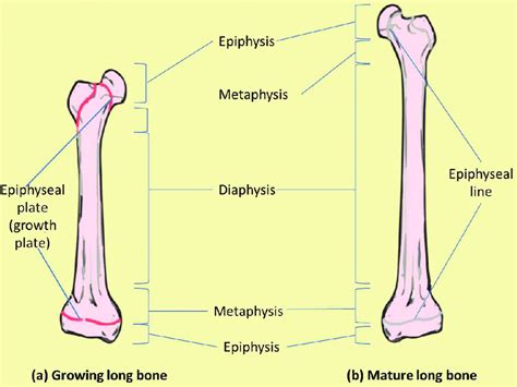 Explain Difference Between Epiphysis And Diaphysis Kelton Has Stein