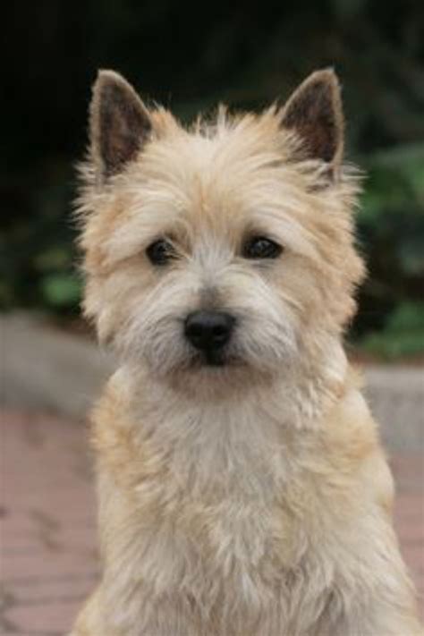 Cairn Terrier Dog Breed Information Images Characteristics Health