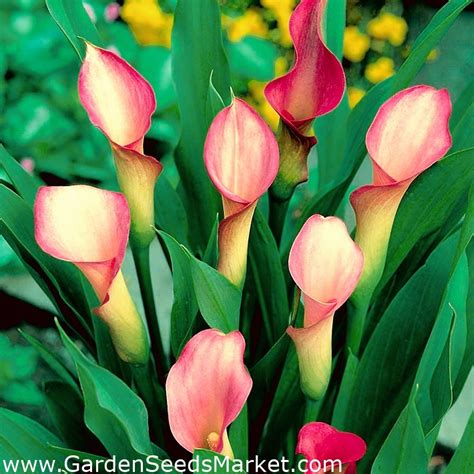 Pink Arum Lily Pink Calla Red Calla Lily Garden Seeds Market Free