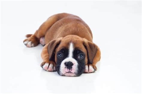 How Much Do Boxer Puppies Cost Boxer Dog Breed Facts Photos And All