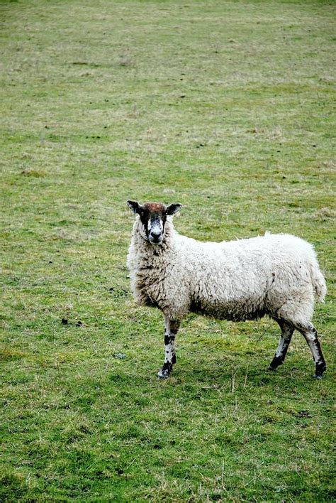 Domestic Sheep In A Field Photograph By Suzanne Gralascience Photo Library