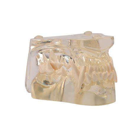 Clear Canine Dental Model Animal Body Anatomy Replica Of Dog Jaw Teeth