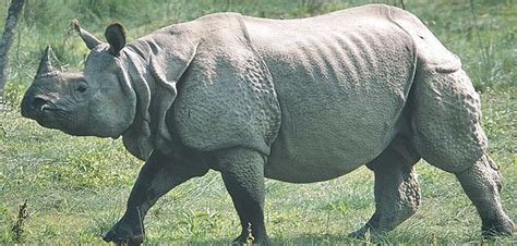 Poaching Of One Horned Rhinos On The Rise In Chitwan National Park